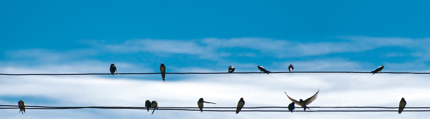 Bird sitting on power line