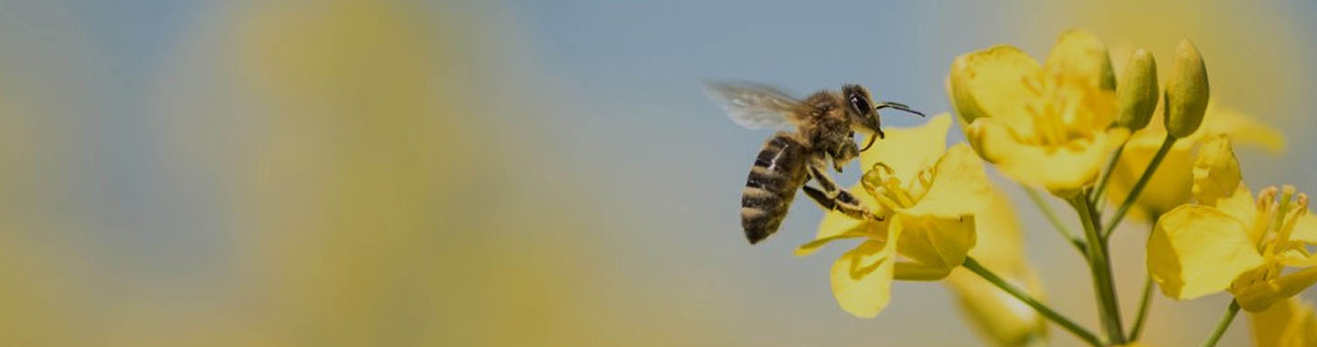 Mainbanner HP Impact