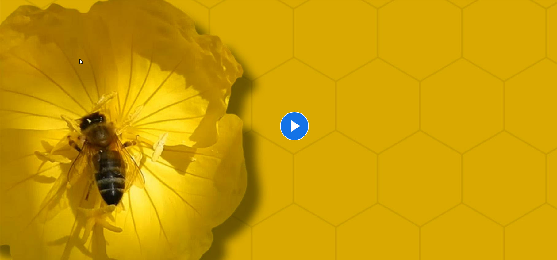 Export video in professional quality