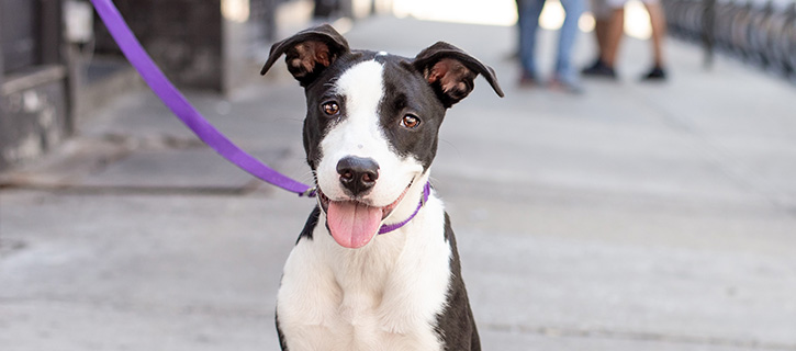 Bechtle Volunteers Support Animals in Need Rescue Centre 