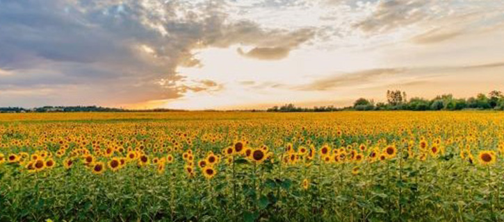 Sustainability Summer Updates 