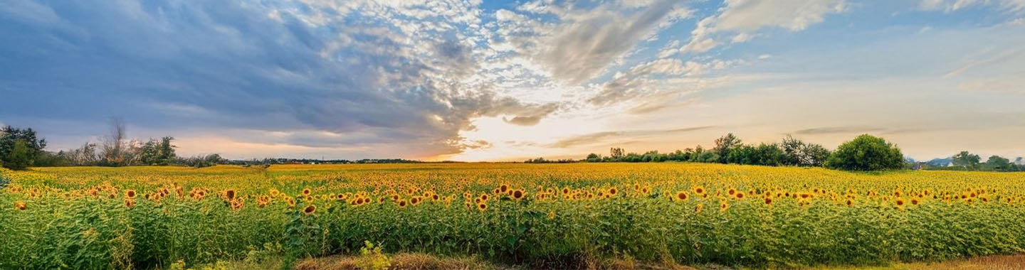Sunflower field