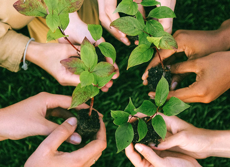 Multiple hands planting some seedlings
