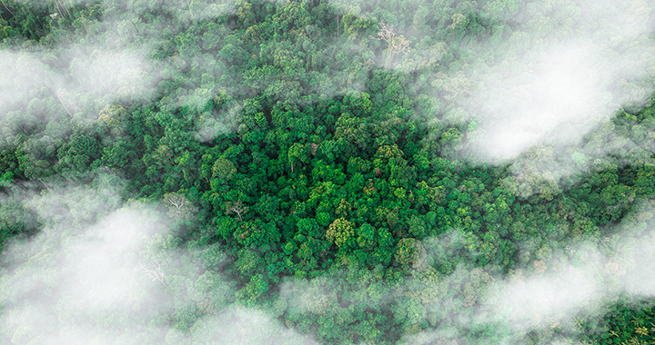 Top view photo of a forest and low clouds.